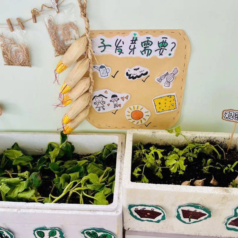 生态环创幼儿园自然角,幼儿园环创自然角实验