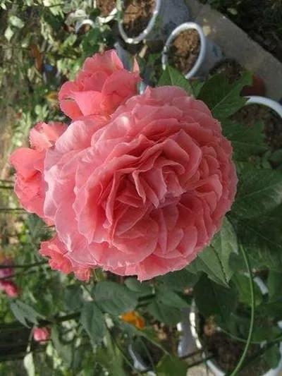 珊瑚果冻月季优缺点,珊瑚果冻月季图片