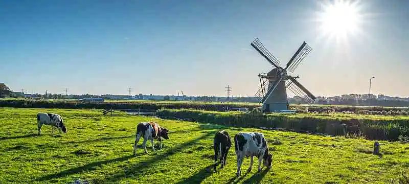 荷兰奶粉哪种最好,荷兰海普诺凯奶粉1987的优缺点