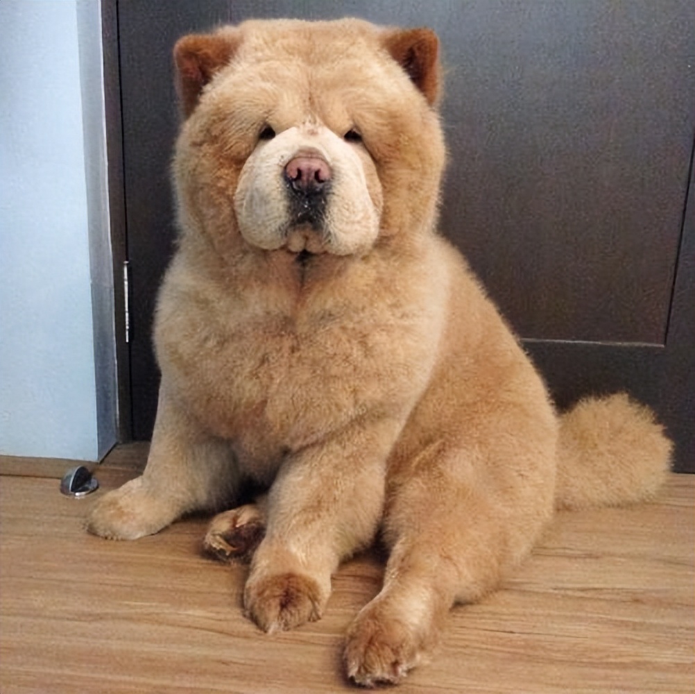 松狮犬有资格养它的人真的不多,松狮犬为什么不建议养