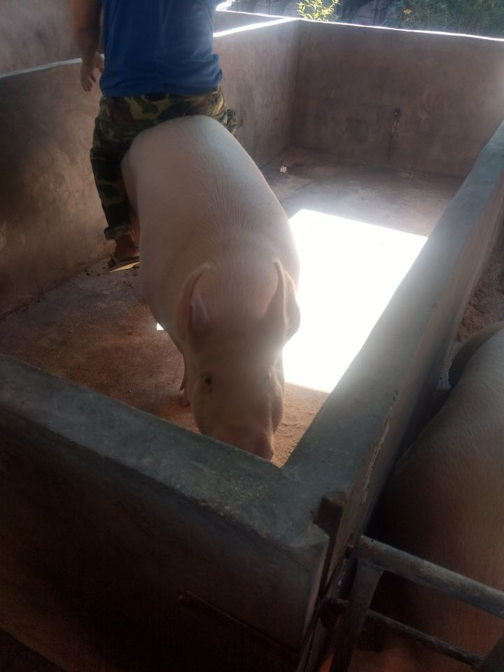 为什么猪能存活下来,为何猪在进化中没有被毁灭