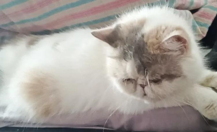 重度猫癣的猫咪，宠物医院要千元被我八元钱就治疗痊愈了