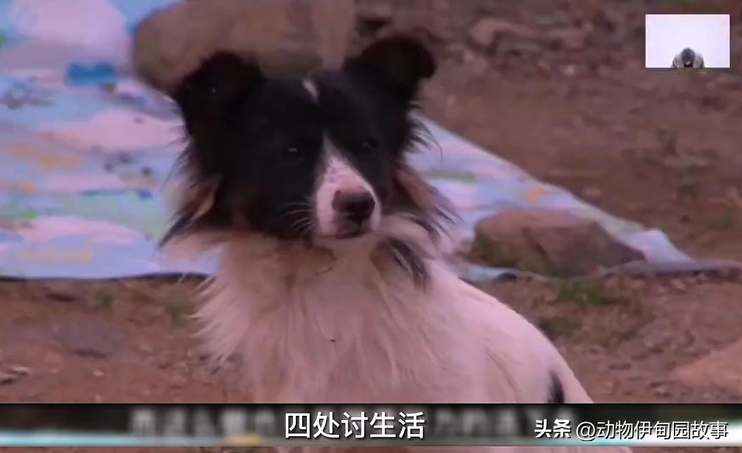 狗狗尾椎受伤还能摇尾巴吗,狗狗尾椎骨突出