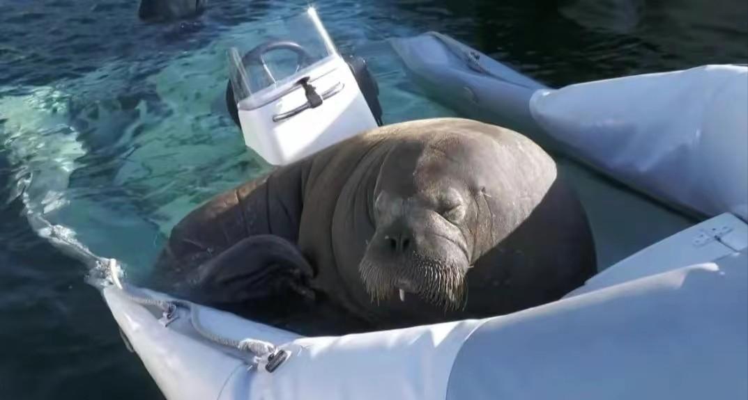 1200斤“女神”半夜被枪杀，尸体拆成标本！只因它亲密接触粉丝？