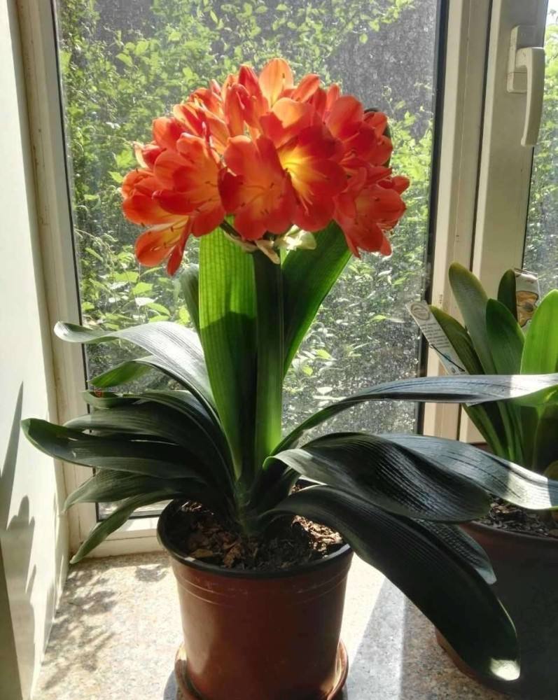 养在家里富贵花有哪些品种,盆栽富贵花怎么种植最好