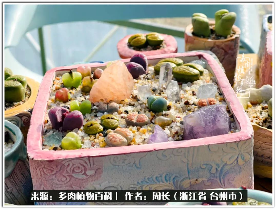 云南树脂粘土多肉组合拼盘创意,多肉拼盘的五个要点是什么