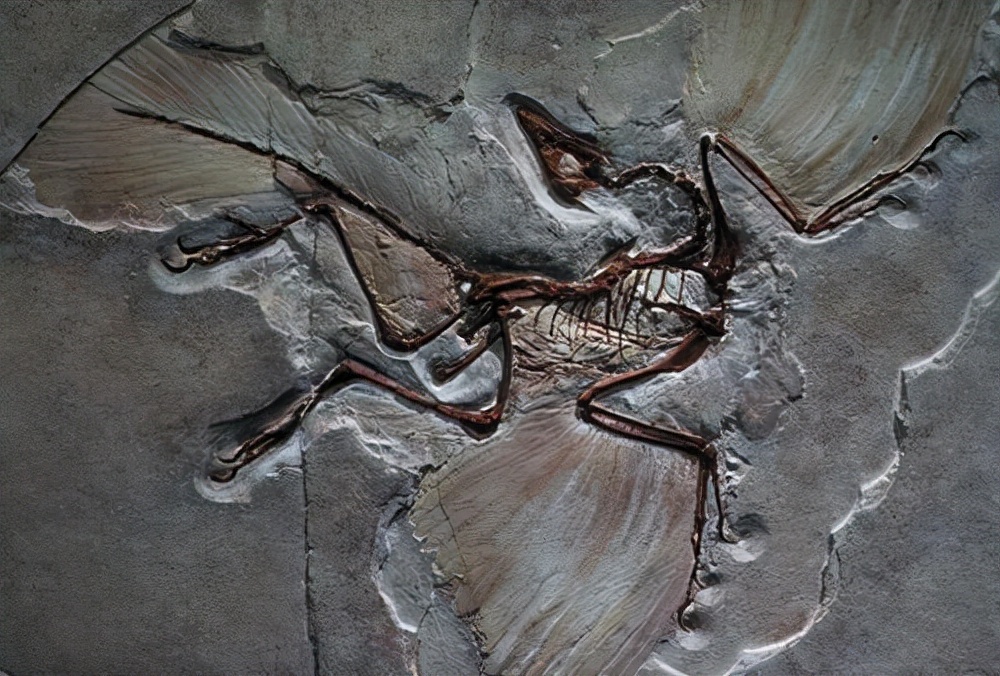 鸡的祖先是霸王龙？它为何每天都下蛋，细数鸡身上的“恐龙基因”