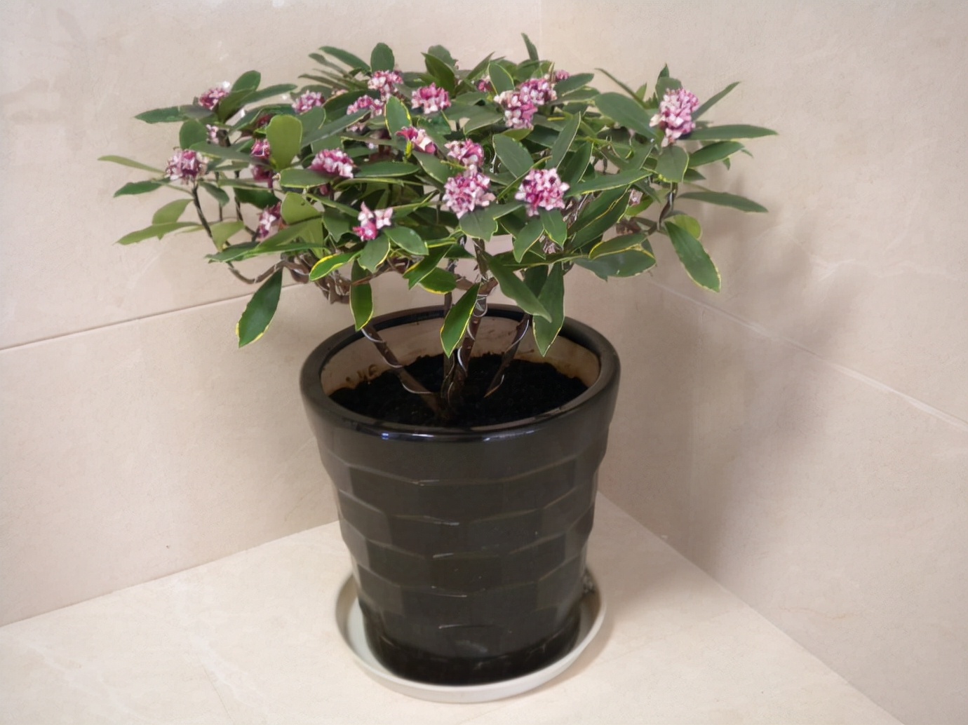 百花齐放春意浓群芳争艳,百花齐放喜迎新春