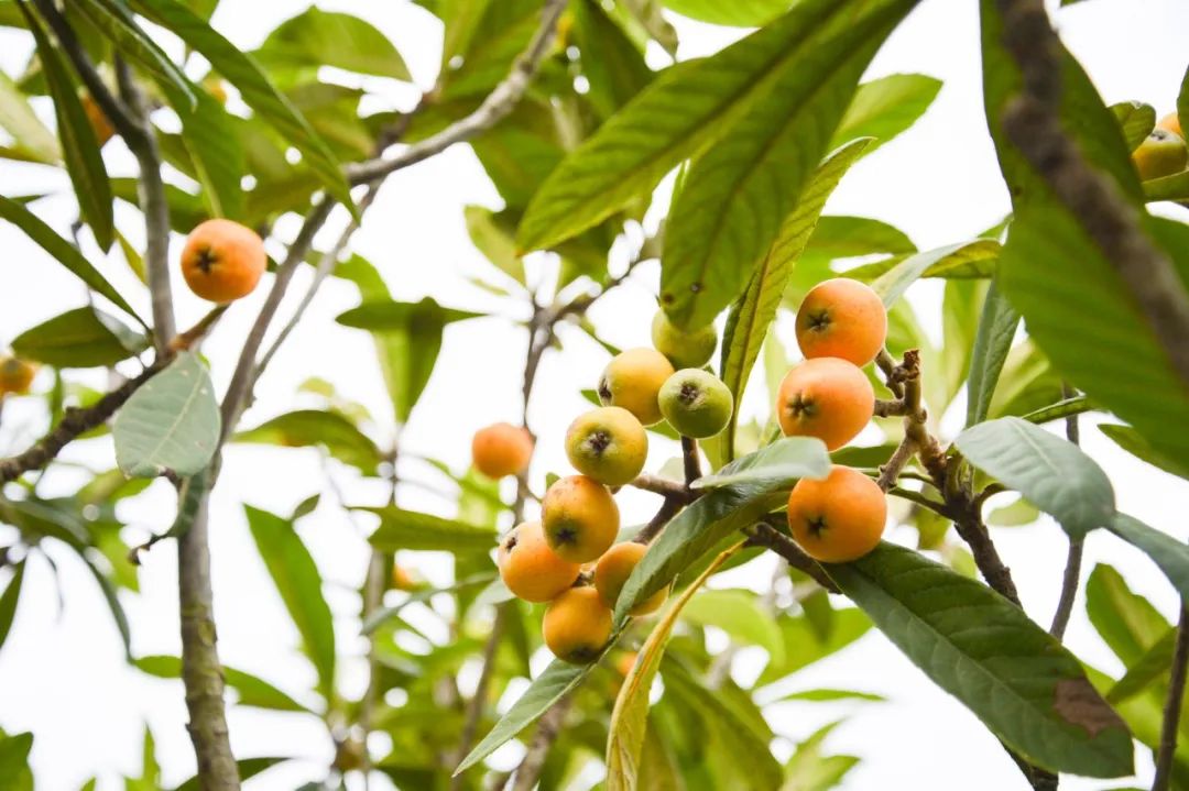 关于夏日荷花的诗句唯美,最美夏日诗词盘点