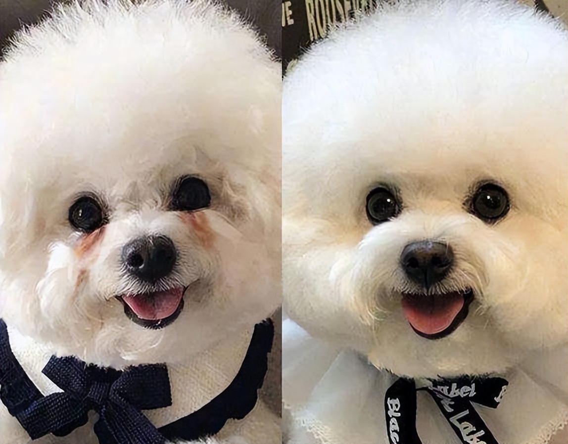 比熊犬泪痕处理方法,比熊犬泪痕特严重怎么办