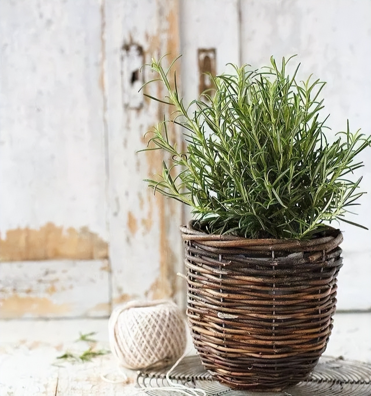 家里好养的绿植最新最流行的,家里好养的绿植推荐