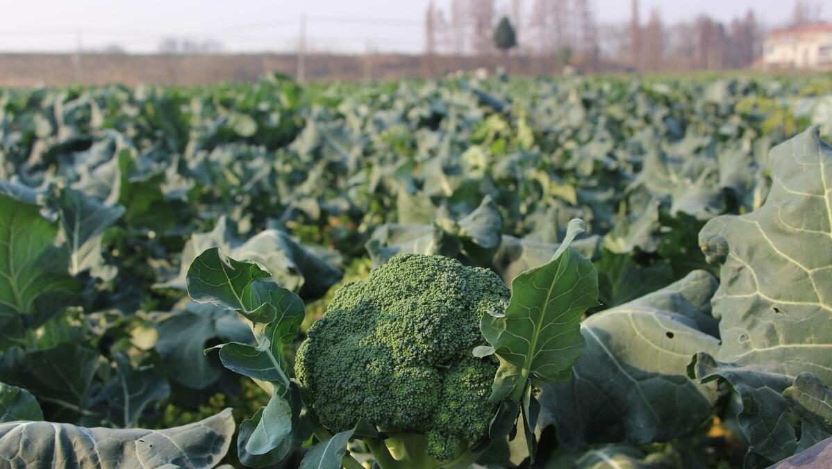 日本企业损失百亿,日本垄断全球半导体产业链2019