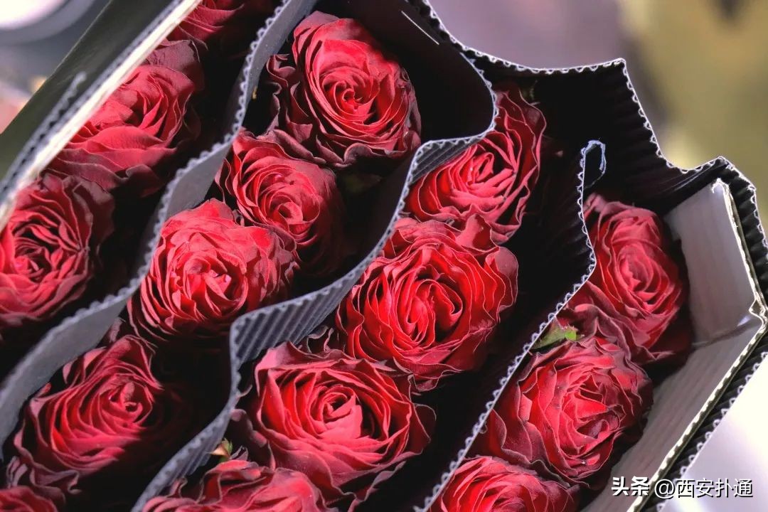 西安情人节去哪比较好,西安买花攻略