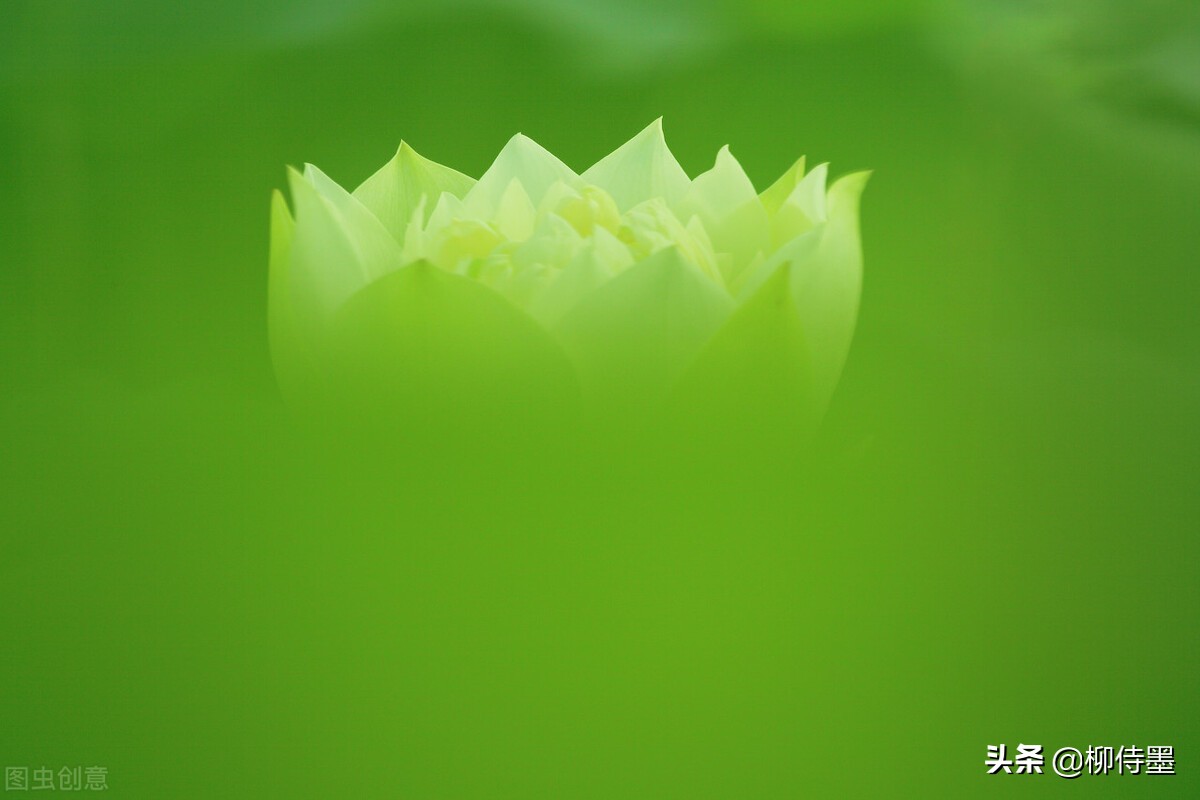 如何拍出有情感的荷花摄影作品,荷花照片怎么拍出高级感