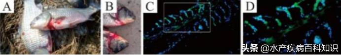 速看，鱼类出血性疾病的分析与防控关键技术