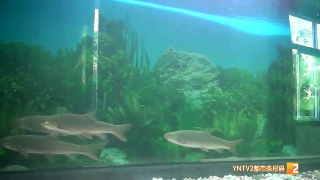 云南86种土著鱼实现人工驯养繁殖,云南土著鱼人工繁育