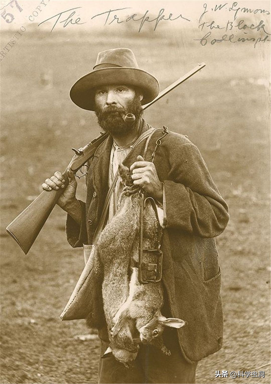 澳洲的野兔泛滥成灾的主要原因,澳洲野兔泛滥的时候究竟有多可怕