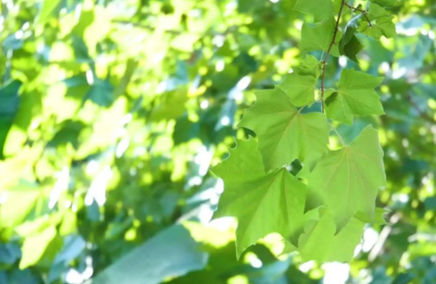 适合夏天解暑的茶饮是哪些,推荐夏天清暑又养心的茶饮