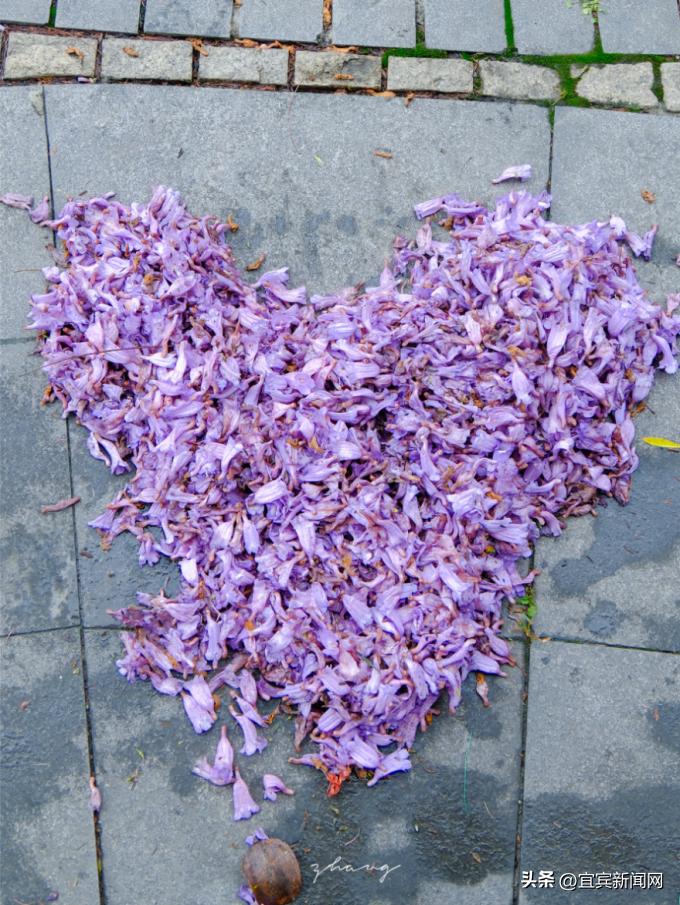 泸州蓝花楹打卡地,蓝花楹打卡点照片