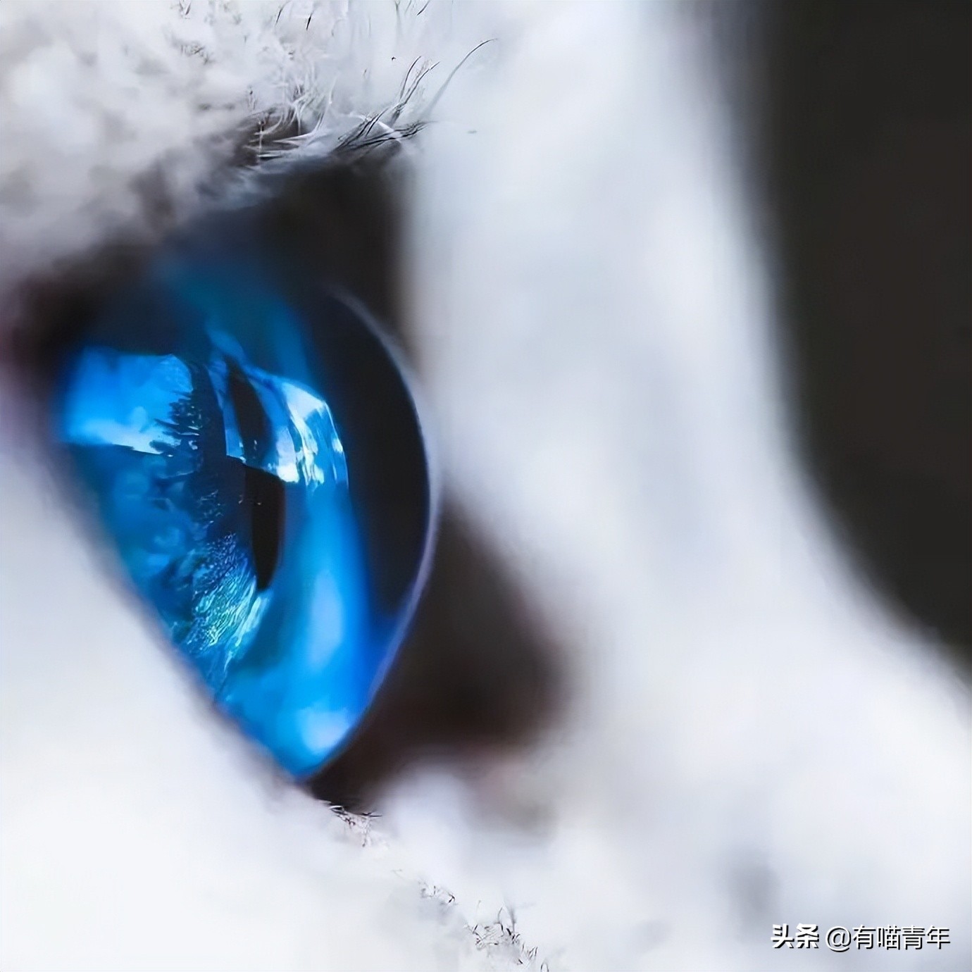 流泪猫猫头原图,最近猫猫头为什么这么火