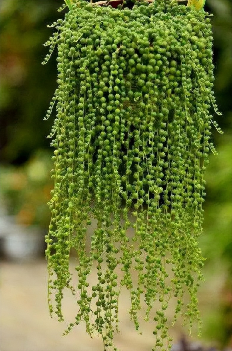 养这4种花家中秒变花海真的很美,家庭常养4种花花朵漂亮