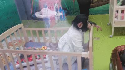 一天玩遍北京野生动物园,包场去鸟巢