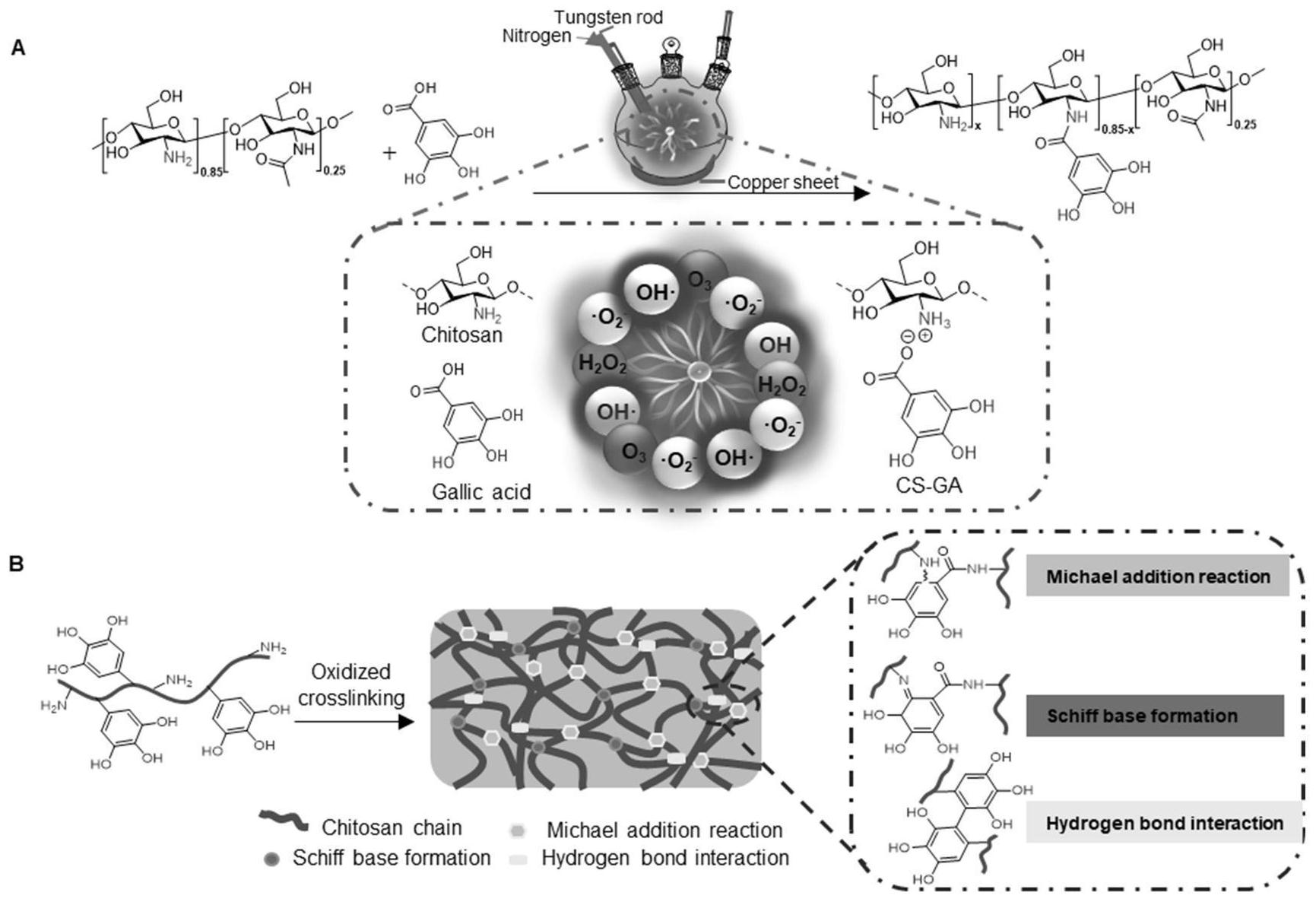 壳寡糖的促进生根作用,壳寡糖对免疫系统的调节作用