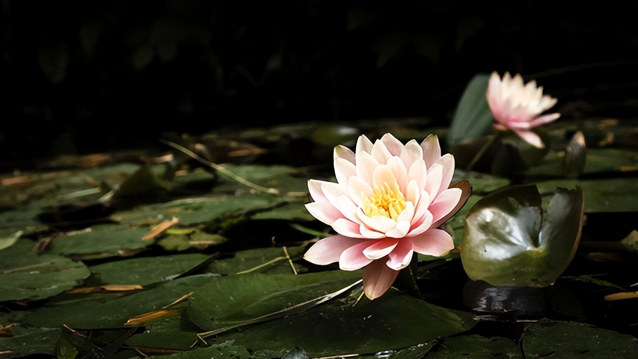 被人算计就要当场翻脸不后悔,被人算计的五大表现