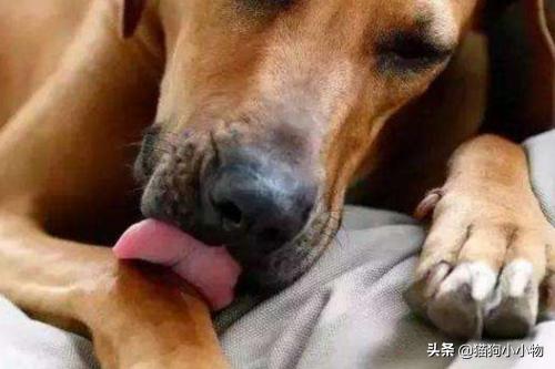 狗临终前会发出怎样的信号,狗临终前的十三句话