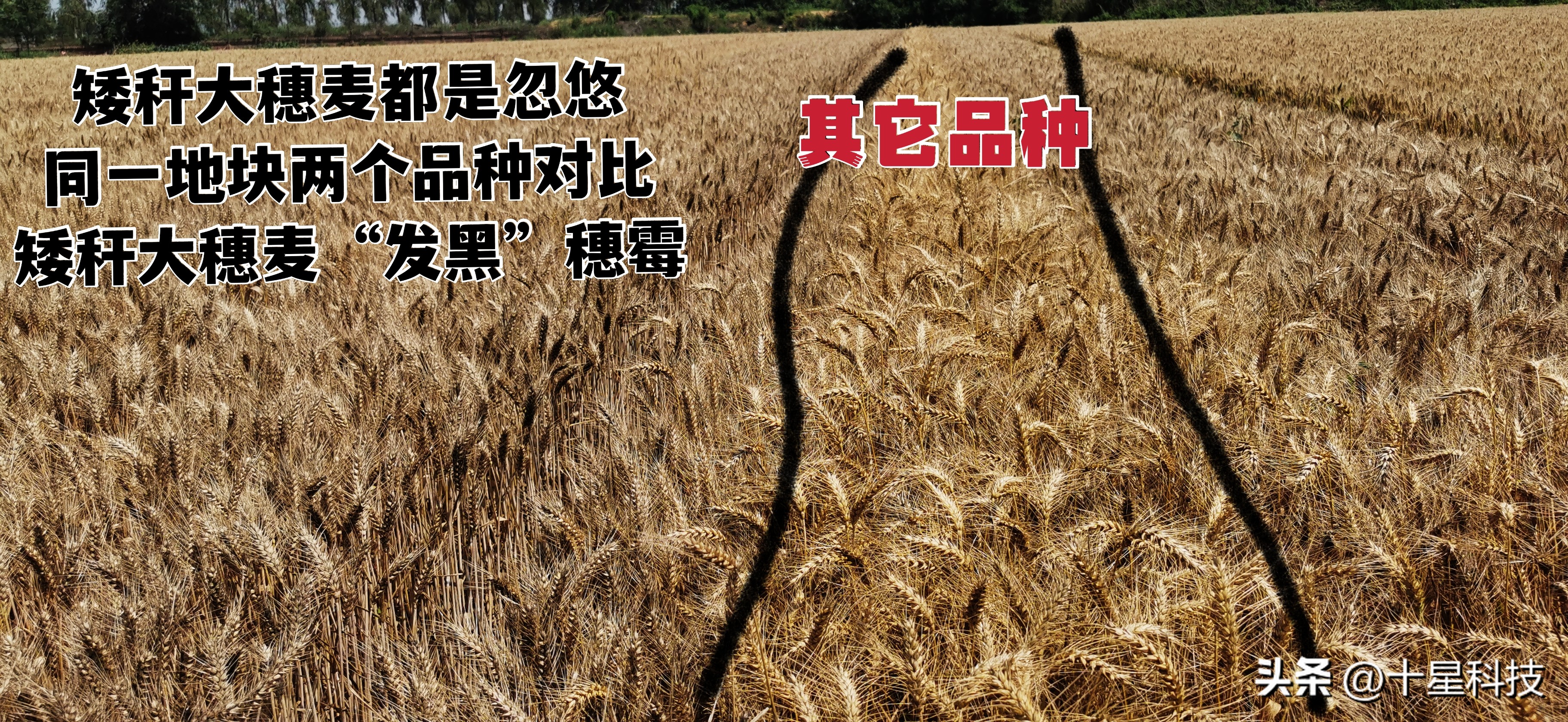 种二十亩小麦一年能赚多少钱,种小麦成本高收益少