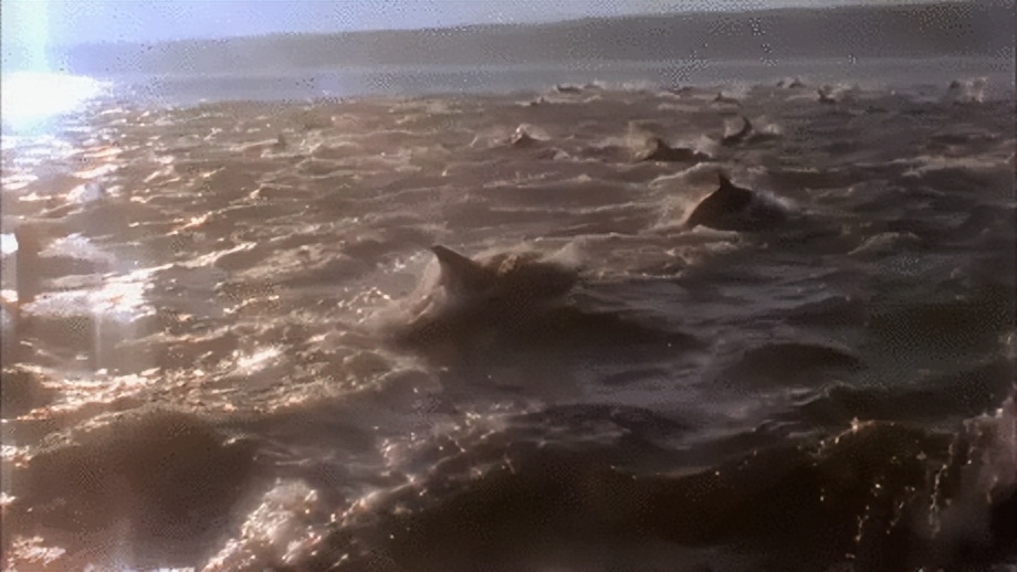 海豚湾到底是怎么回事,冒着生命危险揭露海豚湾秘密