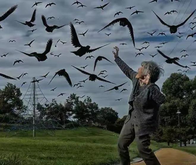 遭人嫌弃的乌鸦在日本找到乐土