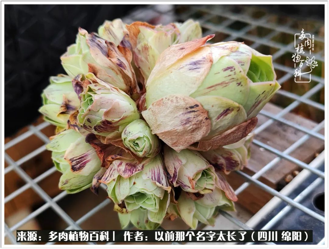 夏天山地玫瑰,小清新山地玫瑰