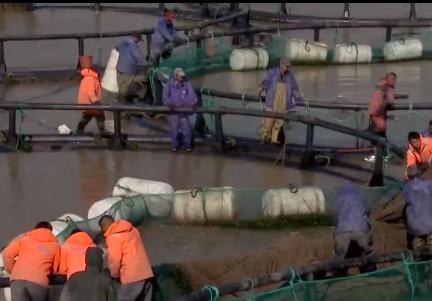 浙江人养南美对虾赚钱,浙江男人养甲鱼