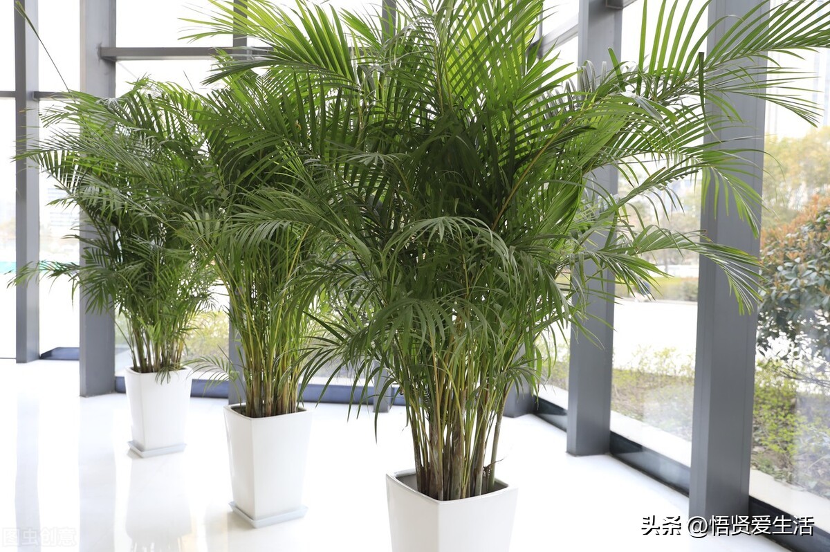 装修房子吸甲醛最好的是什么植物,新房入住有什么植物适合吸甲醛