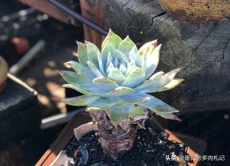 多肉水浇多了又赶上连雨天怎么办,多肉水浇多了的处理措施