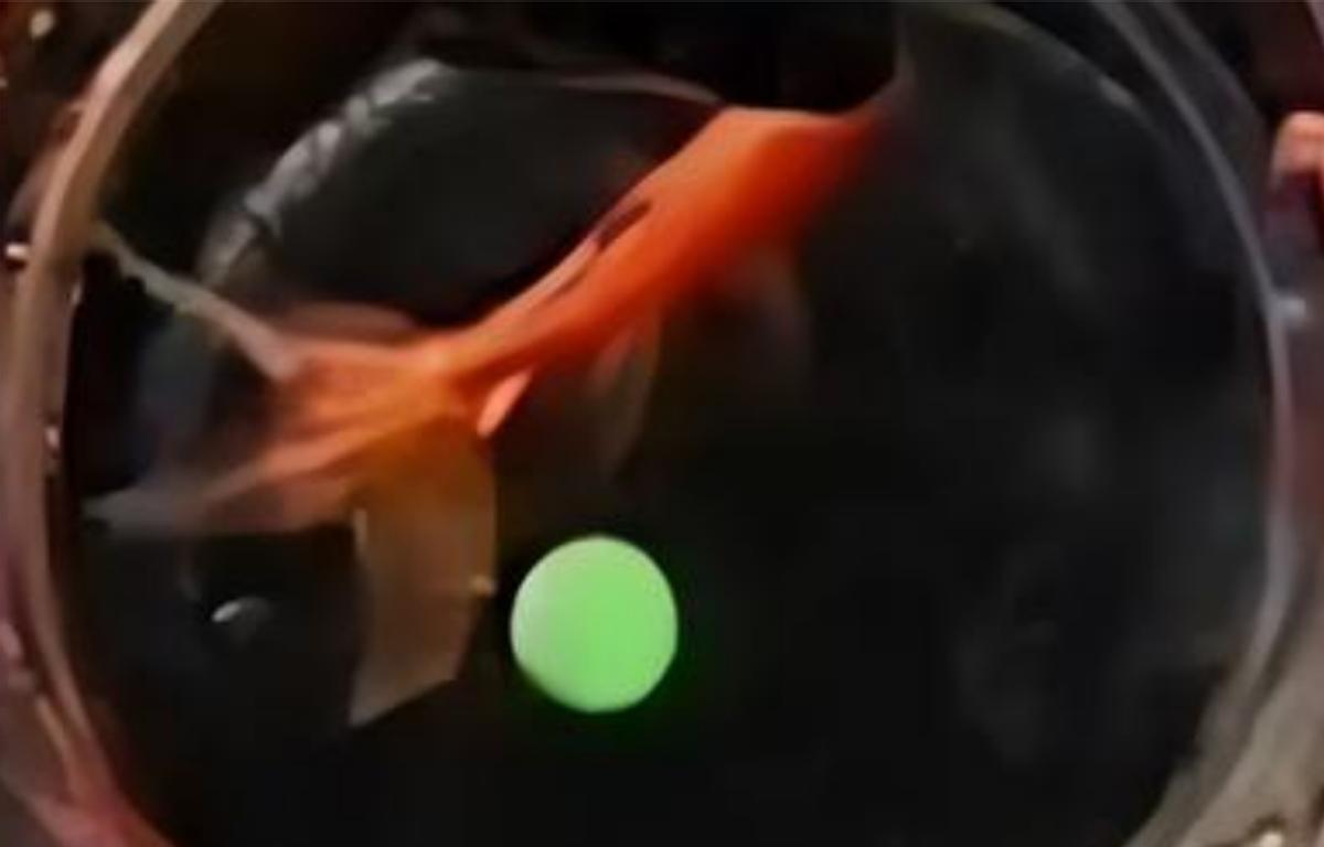 1971年内蒙退伍军人救下一老人，获赠小泥球，38年后发现价值2亿