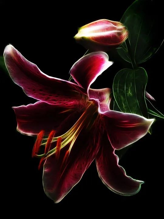 百合种类名称及图片及花语,可以入药的百合品种