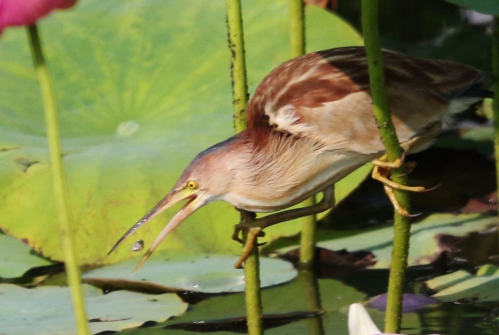 男子户外遇怪鸟受伤全身雪白带灰,湖北一男子回家途中看见一只怪鸟