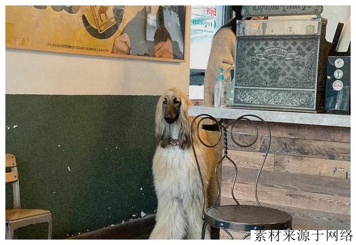 阿富汗犬很难驯服,阿富汗犬的优点和缺点