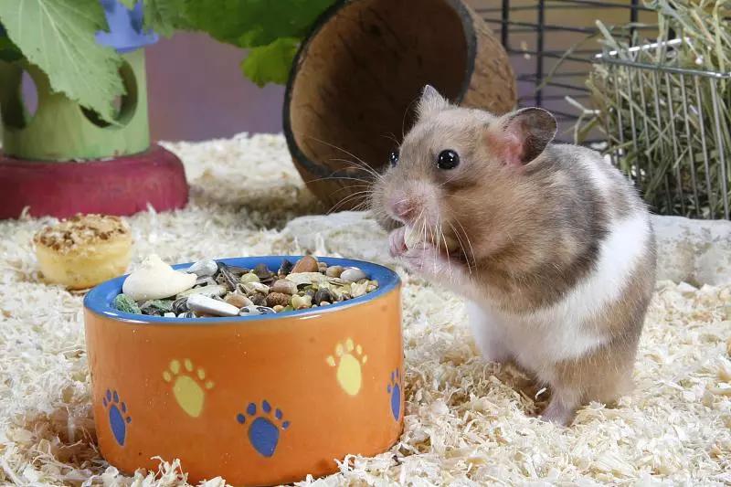 素食宠物食品,素食宠物零食有哪些品种