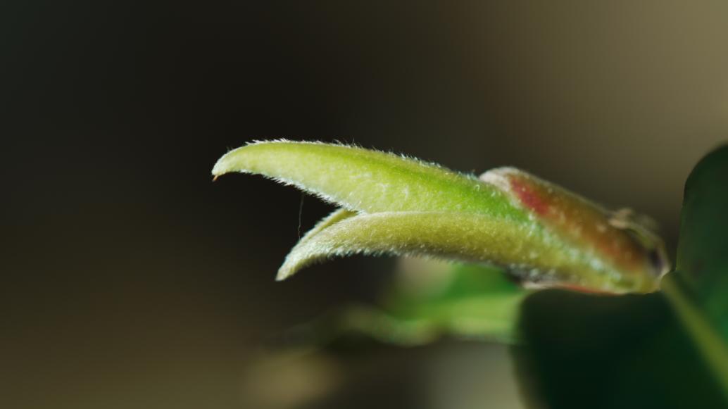 2023年古树春茶价格表,如何鉴别一款茶是古树纯料