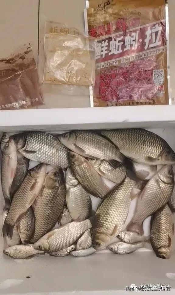 鲜蚯蚓拉饵钓罗非,鲜蚯蚓拉饵效果实测