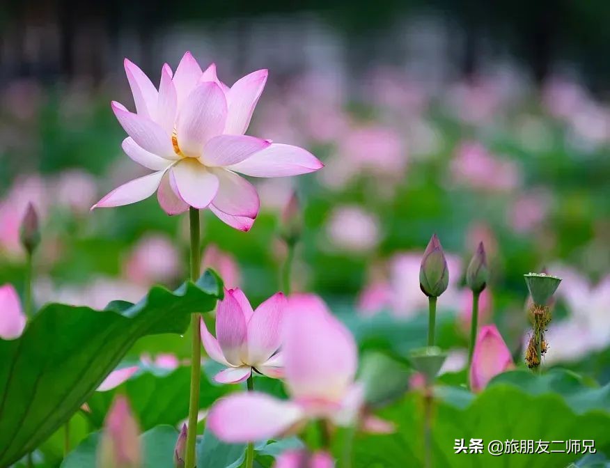 花都红山村自由行攻略,广州花都公园旅游攻略