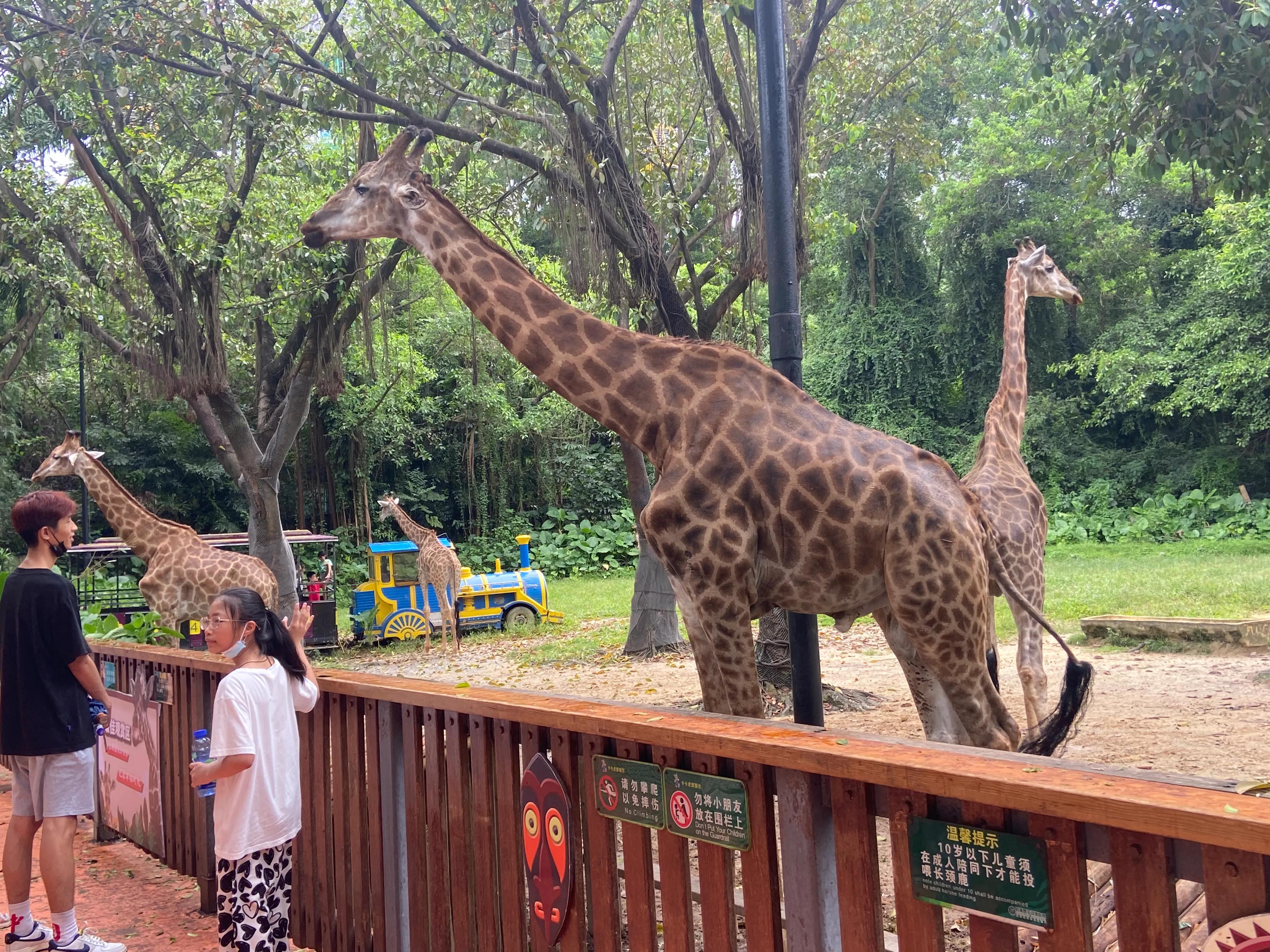 番禺长隆野生动物园旅游攻略,广州长隆野生动物园一日游攻略