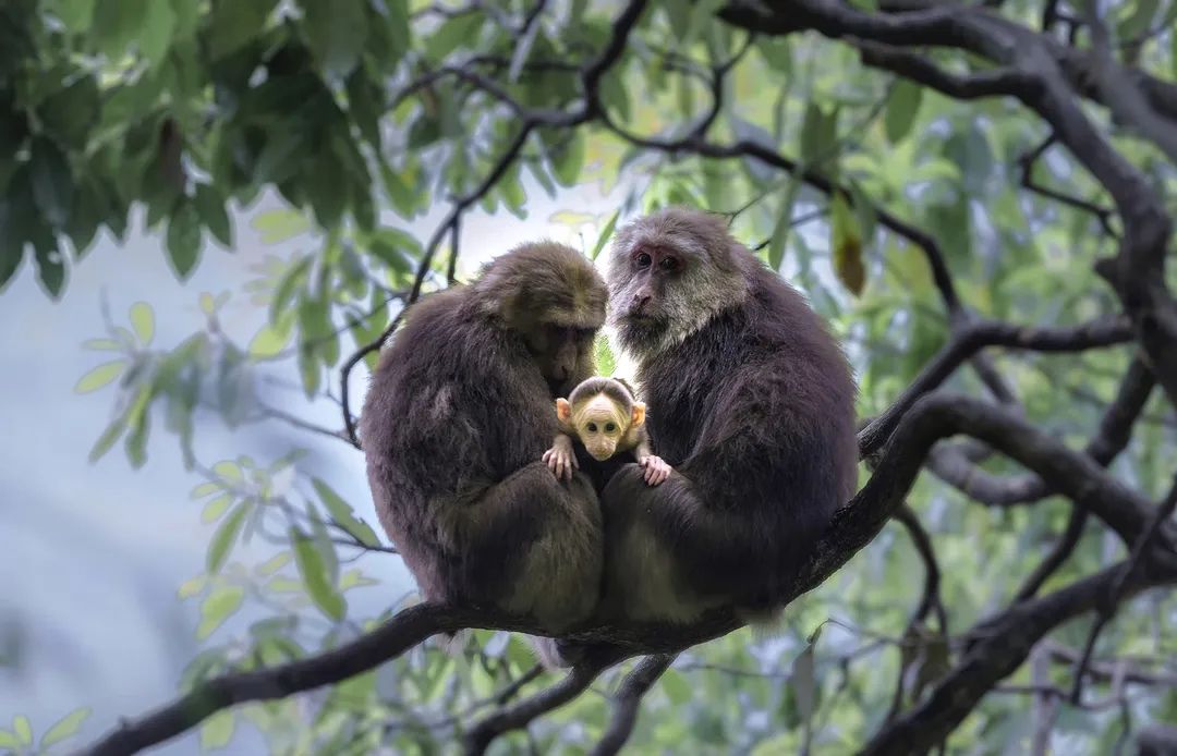洪雅一个生你养你的地方,洪雅一个养你的地方