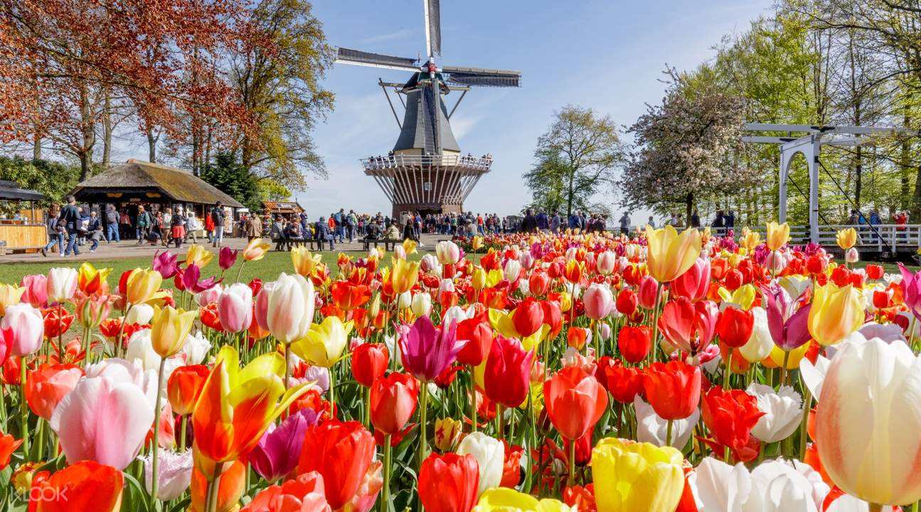 荷兰宣布性合法后遗症,荷兰合法化