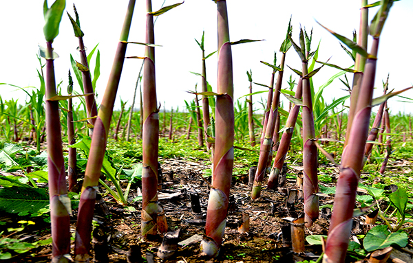 可以吃的野菜大全100种图解,教你认识100种野菜