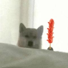 刘畊宏喊你来跳操,刘畊宏减脂期可以吃的零食