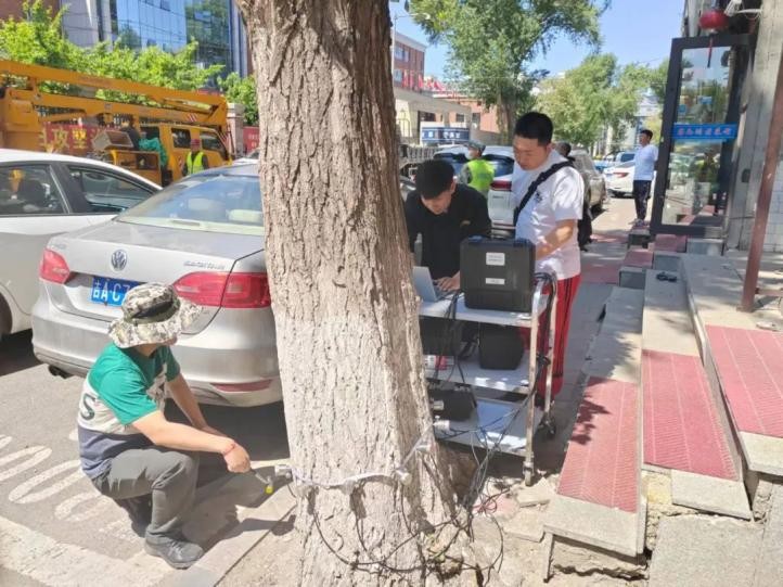 树木诊断中要注意哪些问题,树木健康监测与日常养护